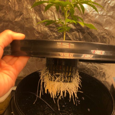 King’s Kush auto #1 growlog timeline photo