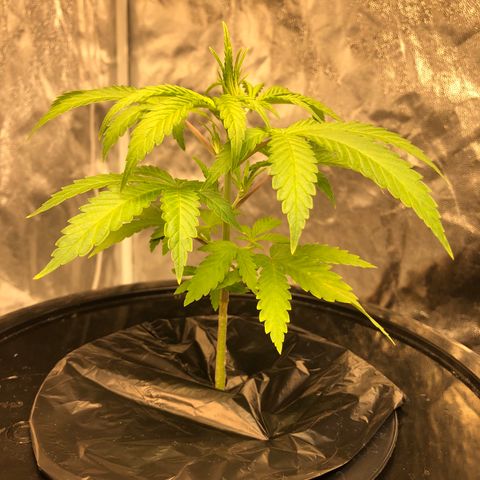 King’s Kush auto #1 growlog timeline photo