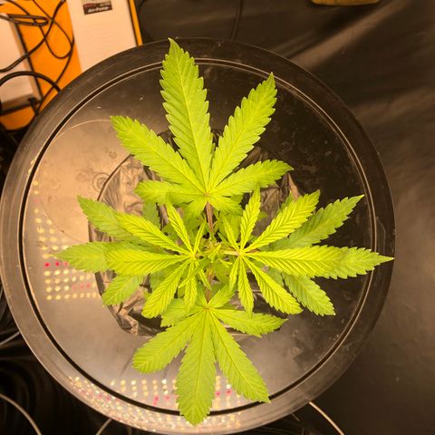 King’s Kush auto #1 growlog timeline photo