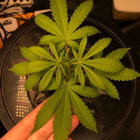 King’s Kush auto #1 growlog timeline photo