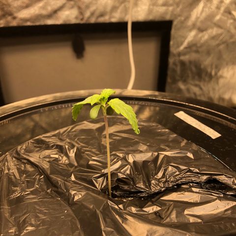 COP #1 growlog timeline photo