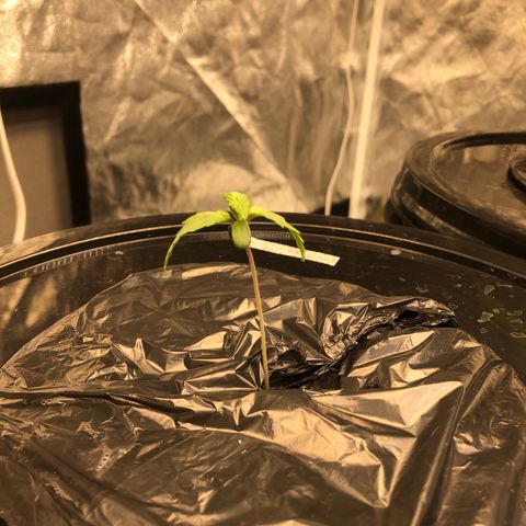COP #1 growlog timeline photo