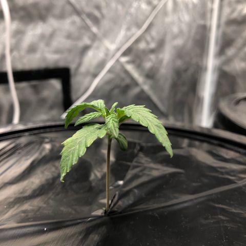 COP #1 growlog timeline photo