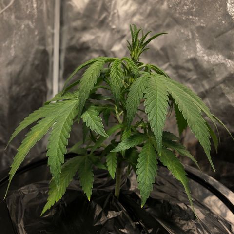 King’s Kush auto #1 growlog timeline photo