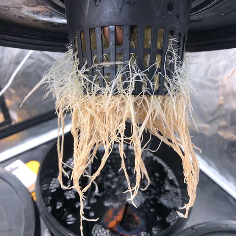 King’s Kush auto #1 growlog timeline photo