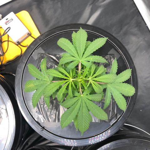 King’s Kush auto #1 growlog timeline photo