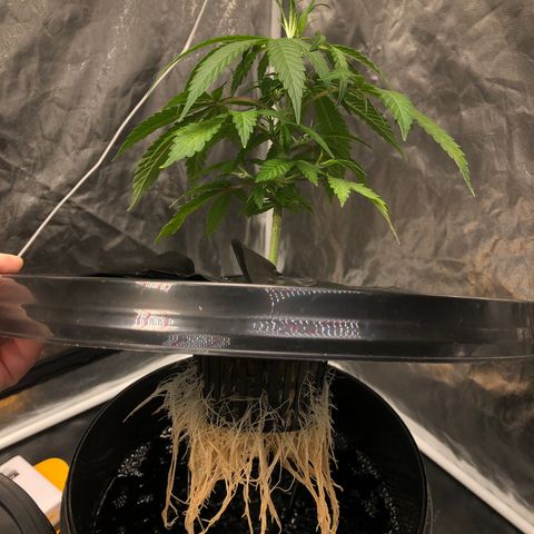 King’s Kush auto #1 growlog timeline photo