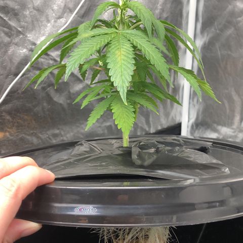 King’s Kush auto #1 growlog timeline photo