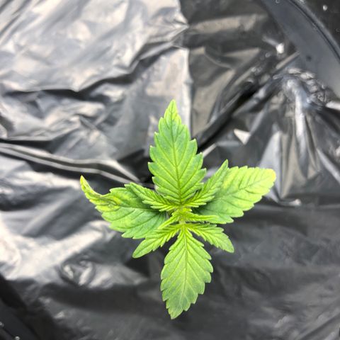 Cinderella Jack growlog timeline photo