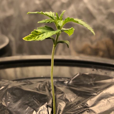 Cinderella Jack growlog timeline photo