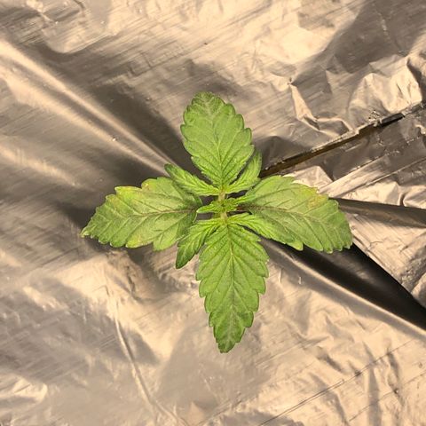COP #1 growlog timeline photo
