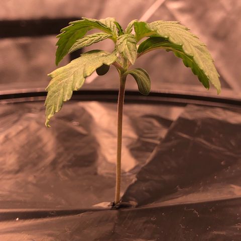 COP #1 growlog timeline photo
