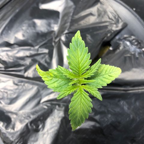 Cinderella Jack growlog timeline photo