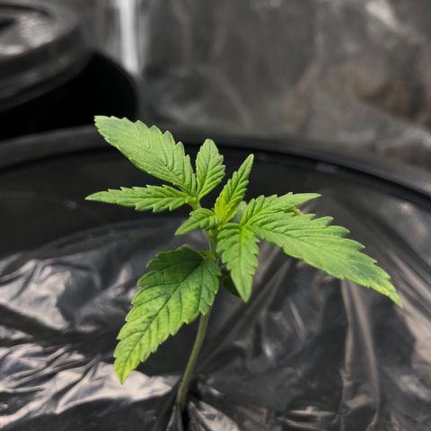 Cinderella Jack growlog timeline photo