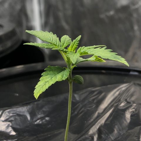 Cinderella Jack growlog timeline photo