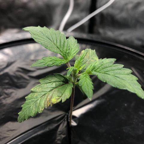 COP #1 growlog timeline photo