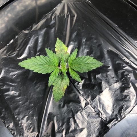 COP #1 growlog timeline photo