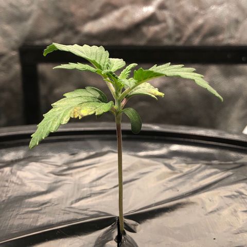 COP #1 growlog timeline photo