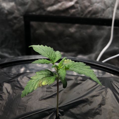COP #1 growlog timeline photo
