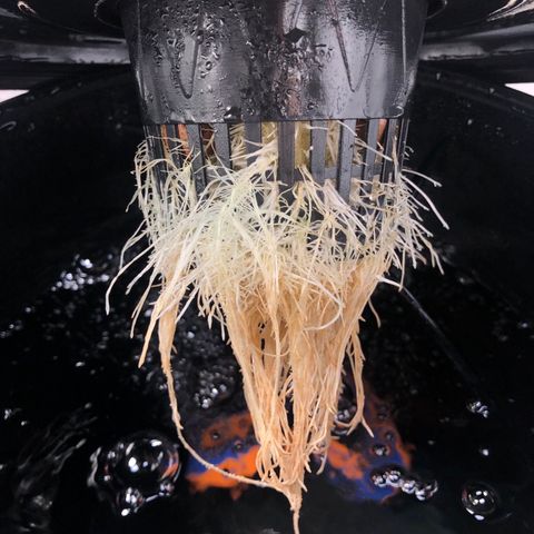 King’s Kush auto #1 growlog timeline photo