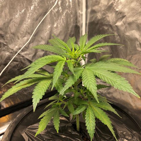King’s Kush auto #1 growlog timeline photo