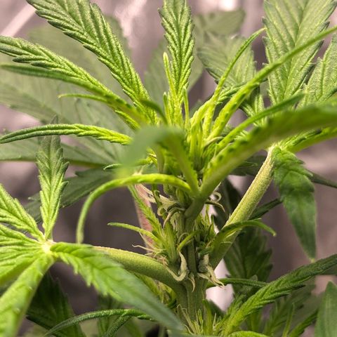 King’s Kush auto #1 growlog timeline photo