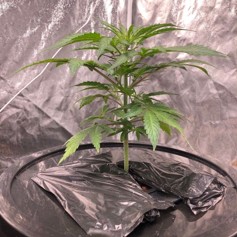 King’s Kush auto #1 growlog timeline photo