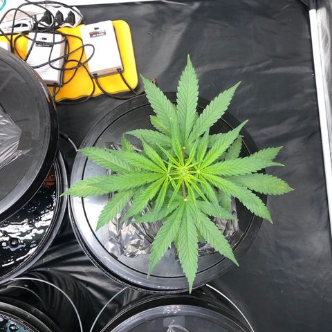King’s Kush auto #1 growlog timeline photo