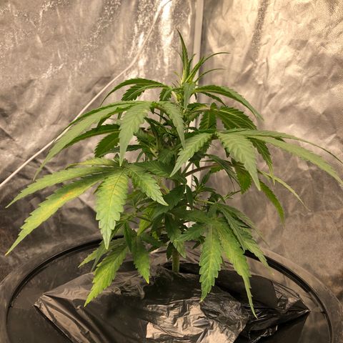 King’s Kush auto #1 growlog timeline photo