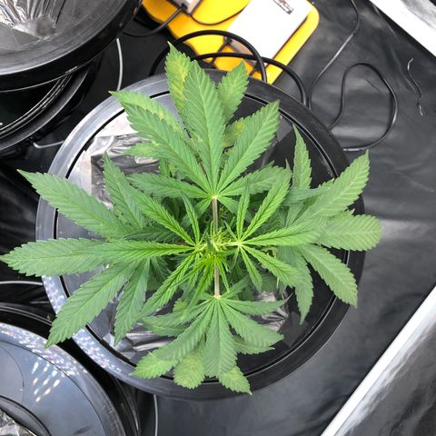 King’s Kush auto #1 growlog timeline photo