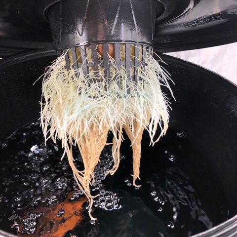 King’s Kush auto #1 growlog timeline photo