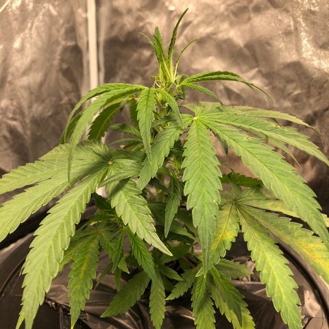 King’s Kush auto #1 growlog timeline photo