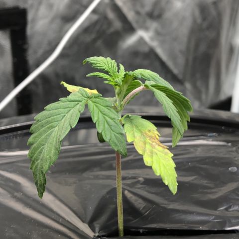 COP #1 growlog timeline photo