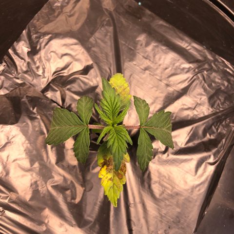 COP #1 growlog timeline photo