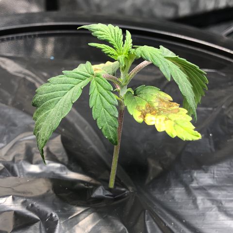 COP #1 growlog timeline photo