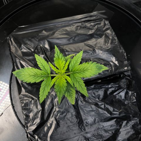 Cinderella Jack growlog timeline photo