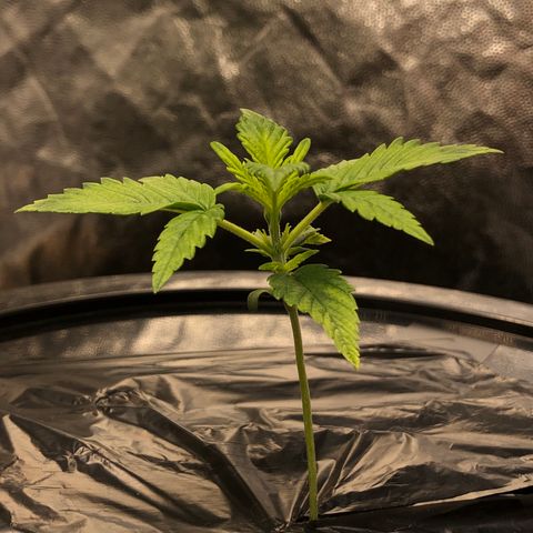Cinderella Jack growlog timeline photo