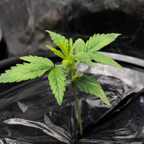 Cinderella Jack growlog timeline photo