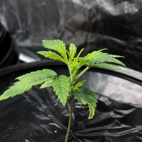 Cinderella Jack growlog timeline photo