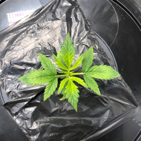 Cinderella Jack growlog timeline photo