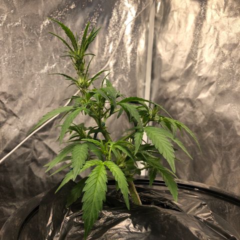 King’s Kush auto #1 growlog timeline photo