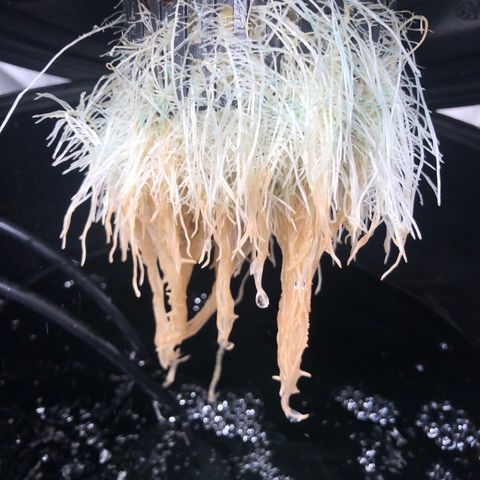 King’s Kush auto #1 growlog timeline photo