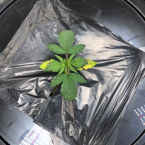 COP #1 growlog timeline photo