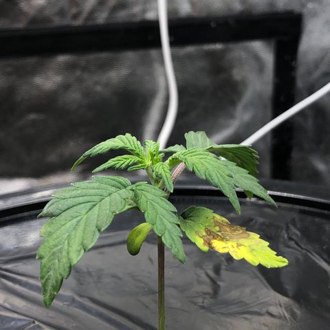 COP #1 growlog timeline photo