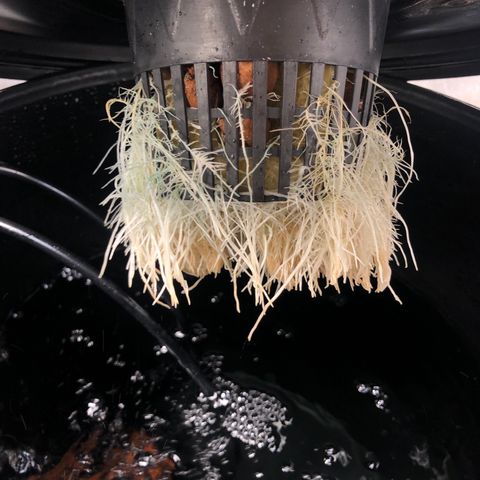 King’s Kush auto #1 growlog photo: Poda de raiz 