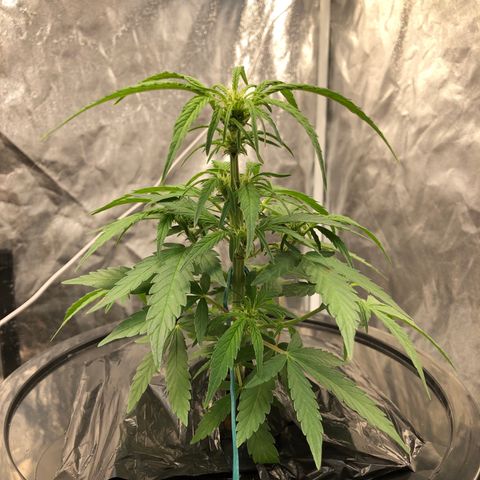 King’s Kush auto #1 growlog timeline photo