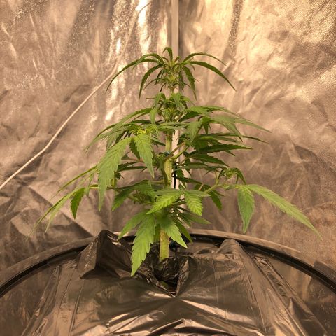 King’s Kush auto #1 growlog timeline photo