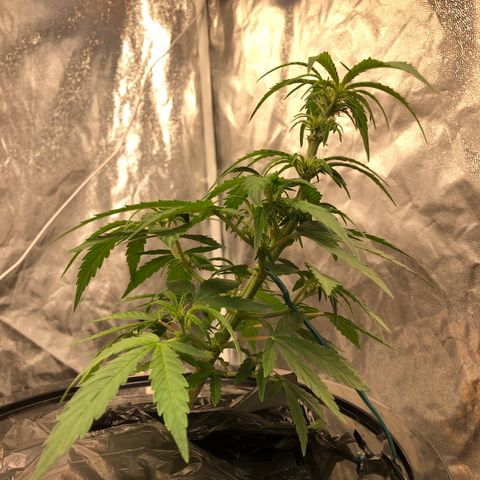 King’s Kush auto #1 growlog timeline photo