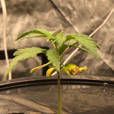 COP #1 growlog timeline photo