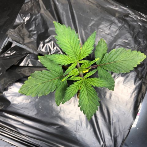 COP #1 growlog timeline photo